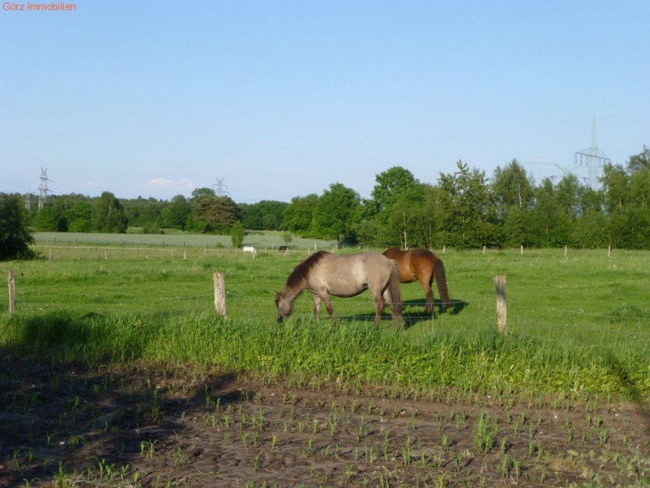Pferdeweiden in QH Haus Quickborn-Heide