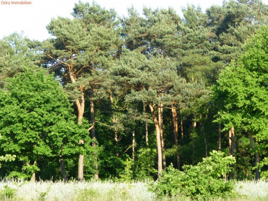 typische Kiefern in QH Haus Quickborn-Heide