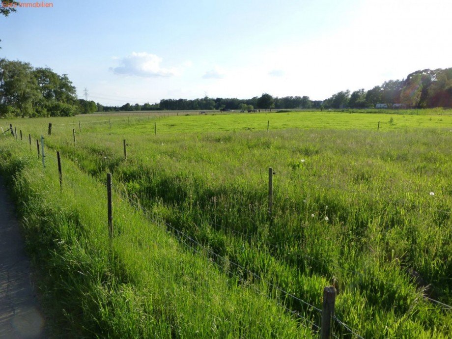 saftige Wiesen in QH Haus Quickborn-Heide