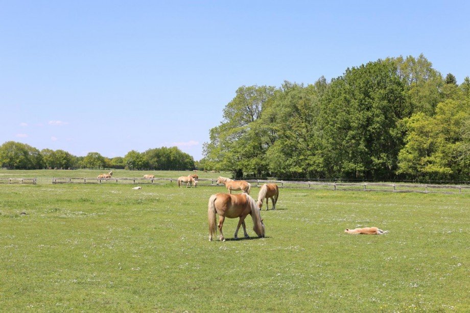 Ponys Bungalow Gro�enaspe
