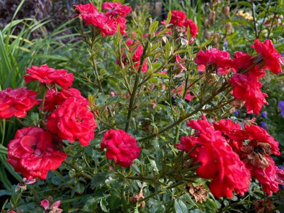 Rosen im Garten Einfamilienhaus Norderstedt