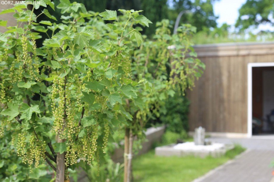 Beeren im Garten Stadthaus Hamburg