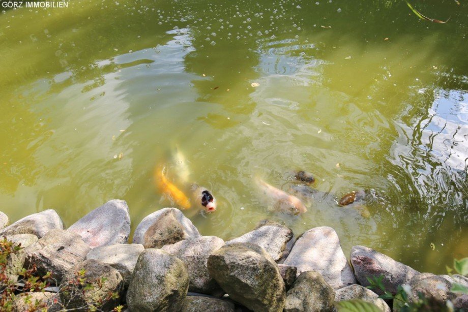 Teich Einfamilienhaus Appen