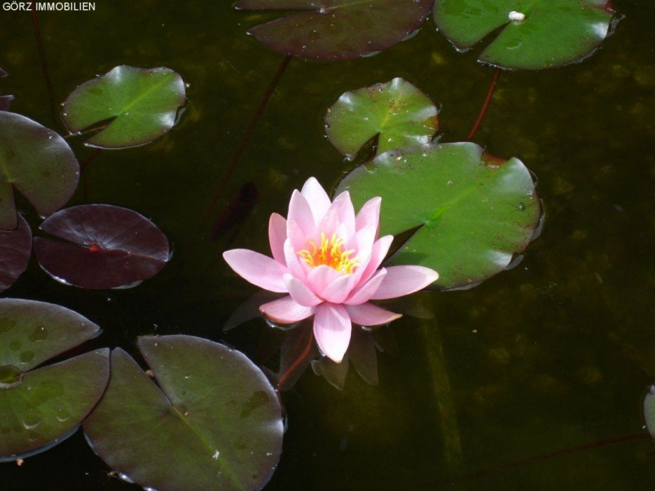 Der Gartenteich in voller Bl�te Einfamilienhaus Quickborn