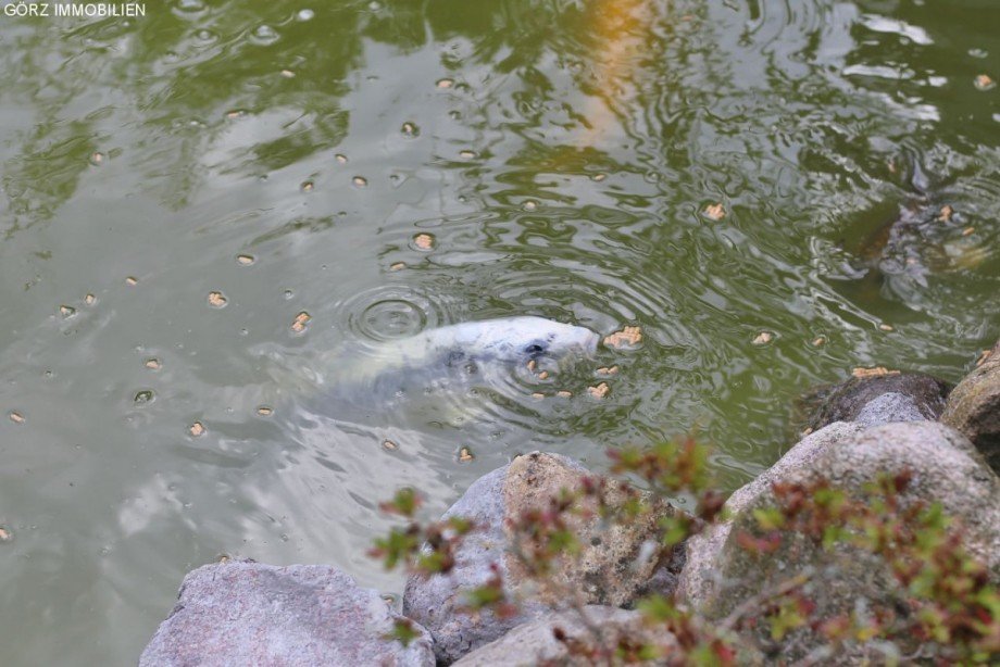 Teich Einfamilienhaus Appen