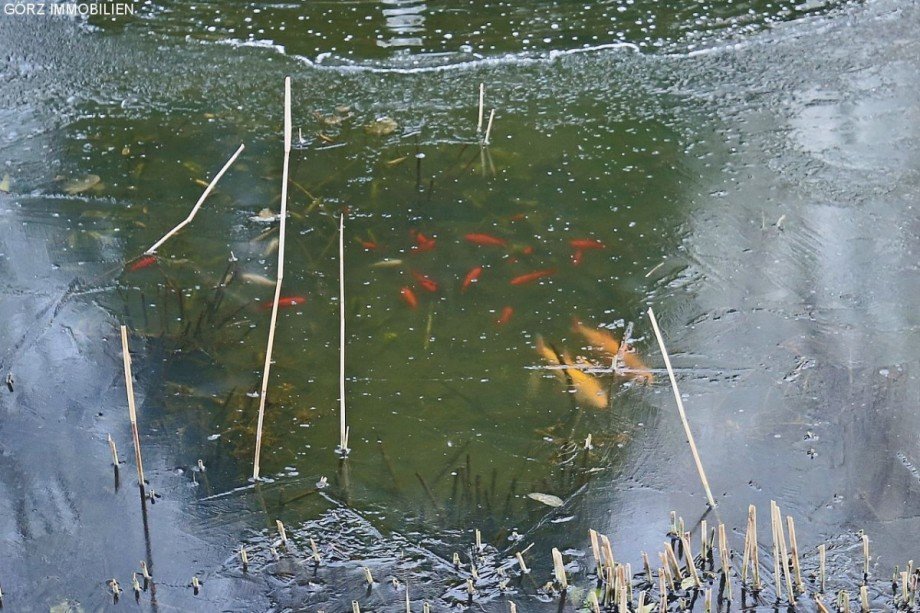 Leben im Teich Einfamilienhaus Sieversh�tten