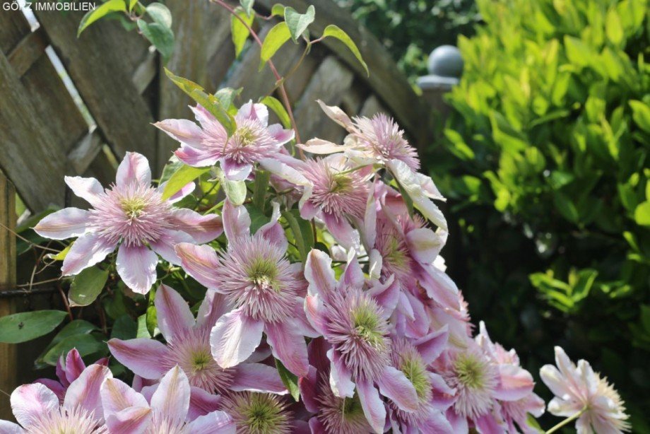 Clematis! Reihenmittelhaus Norderstedt
