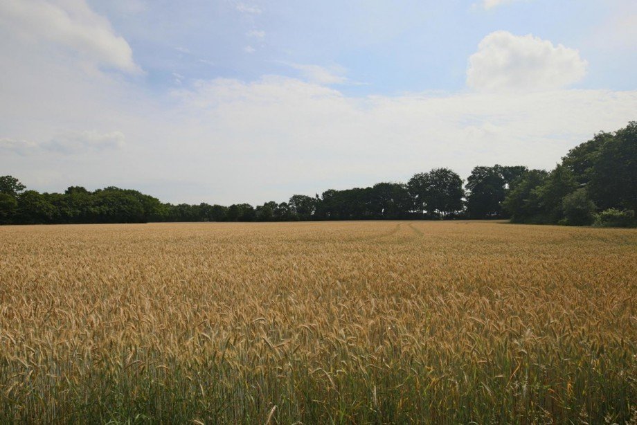 Feldrandlage Wohngrundst�ck Norderstedt / Harksheide
