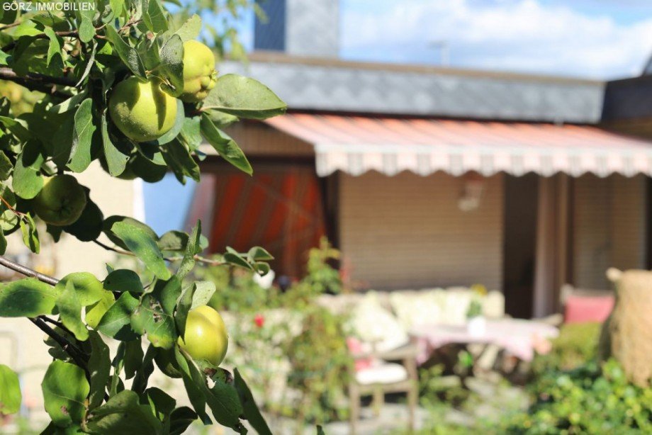 Quitten am Baum Bungalow Appen