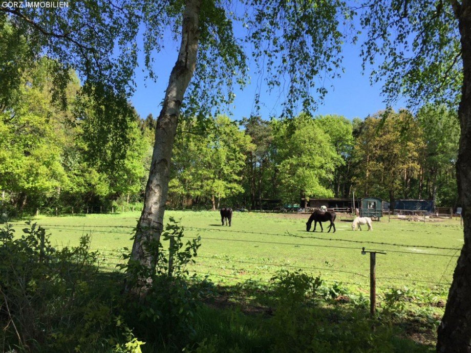 Pferde in QH Haus Quickborn-Heide