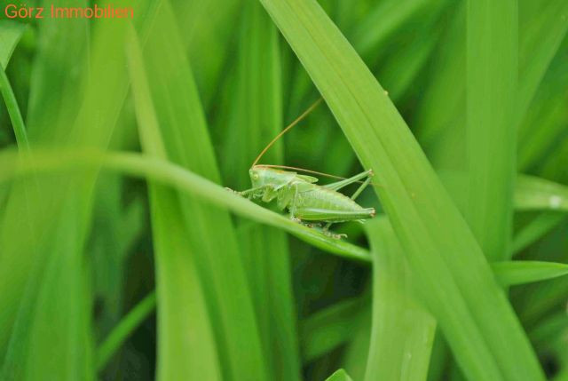 Gartenbesuch im Sommer! Reihenhaus Quickborn-Heide