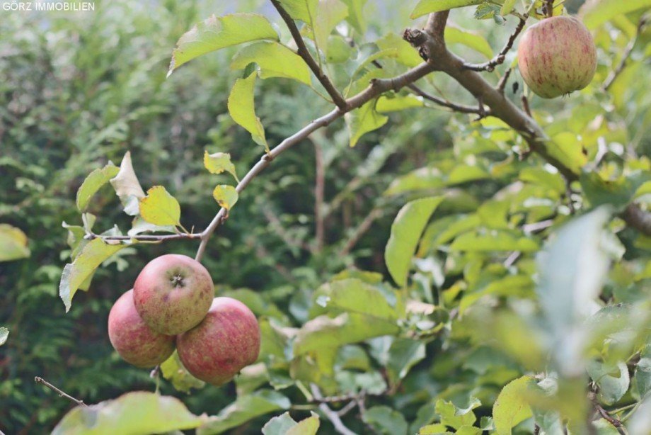 Pfl�cken Sie Ihr eigenes Obst Einfamilienhaus Norderstedt